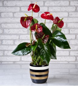 Çizgili Seramik Vazoda Antoryum